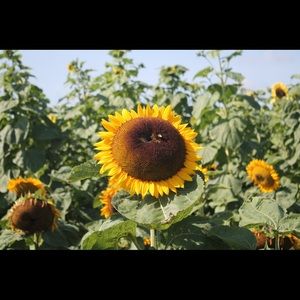 Meet your Posher, Renee